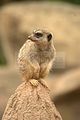 leipzig zoo-01_07_2011_zoo_allgemein_262